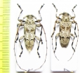 Leptostylopsis argentatus, pair  Dominican Rep. - INSECTS-STORE.RU