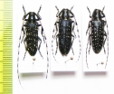 Agapanthia soror, A.irrorata pubiventris  Kirgizstan/Morocco - INSECTS-STORE.RU