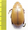 Chrysina sp.  Costa Rica - INSECTS-STORE.RU