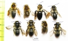 Hymenoptera sp.  Russia, Tver reg. - INSECTS-STORE.RU
