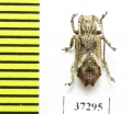 Cerambycidae sp.  South Africa Rep. - INSECTS-STORE.RU