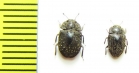 Trachypholis sp.  Philippines - INSECTS-STORE.RU