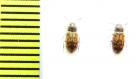 Mycetophagidae, Mycetophagus multipunctatus  Russia, Tver reg. - INSECTS-STORE.RU