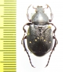 Gnorimus variabilis, male  France - INSECTS-STORE.RU
