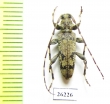 Cerambycidae sp.  Vietnam - INSECTS-STORE.RU