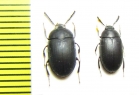 Platydema sp.  India, Indonesia - INSECTS-STORE.RU