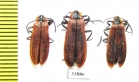 Lycidae sp.  Russia, Far East - INSECTS-STORE.RU