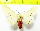 Erebidae sp.  Laos - INSECTS-STORE.RU