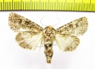 Conisania arida  Russia, Altai reg. - INSECTS-STORE.RU