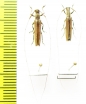 Hippopsis lemniscata  Bolivia - INSECTS-STORE.RU