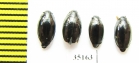 Gyrinidae sp.  Russia, Tver reg. - INSECTS-STORE.RU