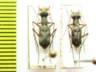 Odontocheila sp.  Peru - INSECTS-STORE.RU