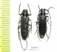 Agapanthia ? turanica, pair  Kazakhstan - INSECTS-STORE.RU