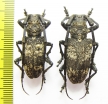 Lamiomimus gottschei  Russia, Far East - INSECTS-STORE.RU