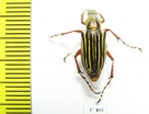 Macrodactylini sp.  Ecuador - INSECTS-STORE.RU