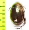 Rutelinae sp.  Malaysia, Borneo - INSECTS-STORE.RU