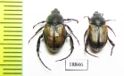 Anisoplia deserticola, pair  Russia, Astrakhan reg. - INSECTS-STORE.RU