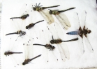 Odonata sp.  Russia, Tver reg. - INSECTS-STORE.RU
