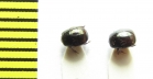 Hypocaccus rugifrons subtilis  Russia, Crimea - INSECTS-STORE.RU
