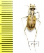 Cephalota elegans v. volgensis  Russia, Astrakhan reg. - INSECTS-STORE.RU