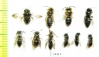 Hymenoptera sp.  Russia, Tver reg. - INSECTS-STORE.RU