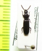 Rhysodidae, Yamatosa ? sinensis  China, Sichuan prov. - INSECTS-STORE.RU