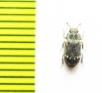 Trachypholis variegatus  Russia, Far East - INSECTS-STORE.RU