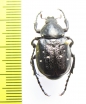 Gnorimus variabilis, male  Moldova - INSECTS-STORE.RU