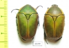 Dischista cincta  South Africa Rep. - INSECTS-STORE.RU