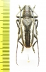 Pelargoderus vittatus  Indonesia, Buru isl. - INSECTS-STORE.RU