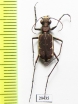 Cicindelinae sp.  Madagascar - INSECTS-STORE.RU
