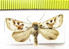 Estimata alexis  Russia, Altai reg. - INSECTS-STORE.RU
