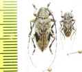 Cerambycidae sp.  Peru - INSECTS-STORE.RU