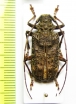 Polyrhaphis sp.  Peru - INSECTS-STORE.RU