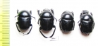 Gymnopleurus aciculatus  Uzbekistan - INSECTS-STORE.RU