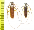 Cerambycidae sp.  Panama - INSECTS-STORE.RU