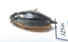 Gyrinidae sp.  South Africa Rep. - INSECTS-STORE.RU