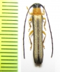 Oberea vittata  Russia, Far East - INSECTS-STORE.RU