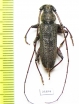 Cerambycidae sp.  China, Yunnan prov. - INSECTS-STORE.RU