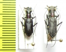 Odontocheila chrysis, pair  Peru - INSECTS-STORE.RU