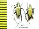 Macrodactylini sp.  Ecuador - INSECTS-STORE.RU