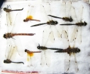 Odonata sp.  Russia, Tver reg. - INSECTS-STORE.RU