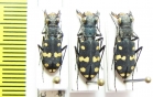 Cephalota maura  Morocco - INSECTS-STORE.RU