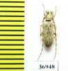 Cerambycidae sp.  South Africa Rep. - INSECTS-STORE.RU