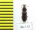 Rhysodidae sp.  China, Yunnan prov. - INSECTS-STORE.RU