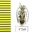 Cerambycidae sp.  South Africa Rep. - INSECTS-STORE.RU