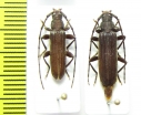 Cerambycidae sp., pair  Malawi - INSECTS-STORE.RU