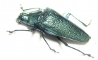 Praemallaspis sp.  Colombia - INSECTS-STORE.RU