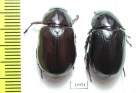 Dynastinae sp., pair  Panama - INSECTS-STORE.RU