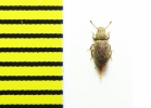 Diodesma besucheti  Morocco - INSECTS-STORE.RU